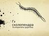 Гигантская сколопендра