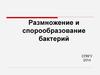 Размножение и спорообразование бактерий