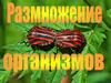 Размножение организмов