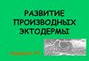 Развитие производных эктодермы