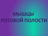 Мышцы ротовой полости