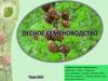 Лесное семеноводство