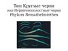 Тип Круглые черви, или Первичнополостные черви Phylum Nemathelminthes
