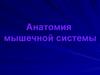 Мышечная система