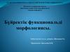 Бүйректік функциональді морфологиясы