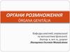 Органи розмноження