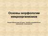 Основы морфологии микроорганизмов