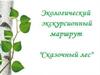 Экологический экскурсионный маршрут "Сказочный лес"
