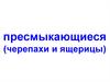 Пресмыкающиеся (черепахи и ящерицы)
