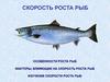 Скорость роста рыб