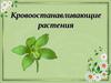 Кровоостанавливающие растения