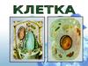 Общее строение клетки