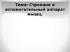 Строение и вспомогательный аппарат мышц