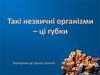 Такі незвичні тварини – губки