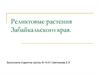 Реликтовые растения Забайкальского края