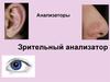 Анализаторы. Зрительный анализатор