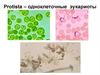 Protista – одноклеточные эукариоты