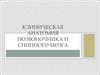 Клиническая анатомия позвоночника и спинного мозга