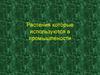 Растения, которые используются в промышлености. Эвкалипт
