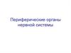 Периферические органы нервной системы