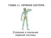 Строение и значение нервной системы