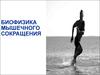 Биофизика мышечного сокращения