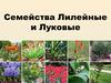 Семейства Лилейные и Луковые