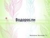 Водоросли. Среда обитания. Классификация