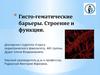 Гисто-гематические барьеры. Строение и функции