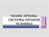 Ткани. Органы. Системы органов человека
