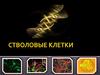 Стволовые клетки