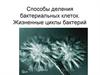 Способы деления бактериальных клеток и жизненные циклы бактерий