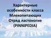 Характерные особенности класса млекопитающих, отряд ластоногие