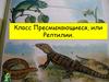 Класс Пресмыкающиеся, или Рептилии