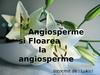 Angiosperme si floarea la angiosperme