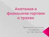 Анатомия и физиология гортани и трахеи