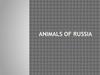 Animals Of Russia