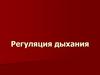 Регуляция дыхания
