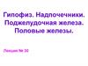 Гипофиз. Надпочечники. Поджелудочная железа. Половые железы