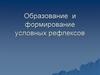 Образование  и формирование условных рефлексов