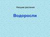Низшие растения. Водоросли