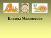 Классы Моллюсков
