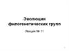 Эволюция филогенетических групп. (лекция 11)