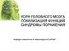 Кора головного мозга. Локализация функций. Синдромы поражения