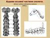 Будова осьової частини скелета. Будова і видова особливість шийного відділу