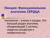 Функциональная анатомия сердца