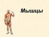 Мышцы. Функции и строение мышц