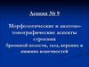 Морфологические и анатомо-топографические аспекты строения брюшной полости, таза, верхних и нижних конечностей. (Лекция 9)