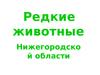 Красная книга. Редкие животные Нижегородской области