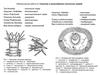 Cтроение и разнообразие кольчатых червей